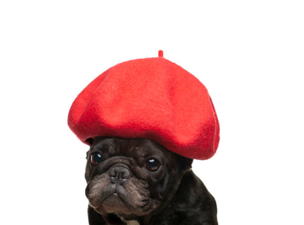 image of dog hat white background