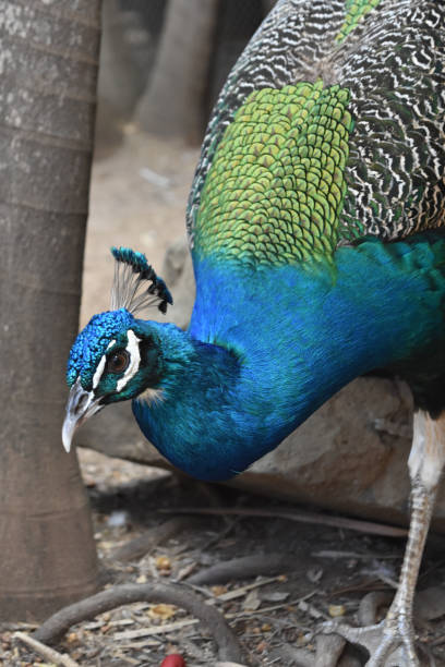 istock Brilliant Blue Peacock with Plumage Down 1299752707
