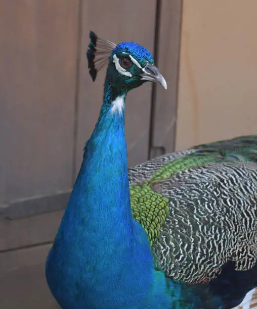 Gorgeous blue peacock with silky blue feathers.