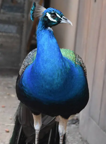 Brilliant blue male peacock ready to attract attention.
