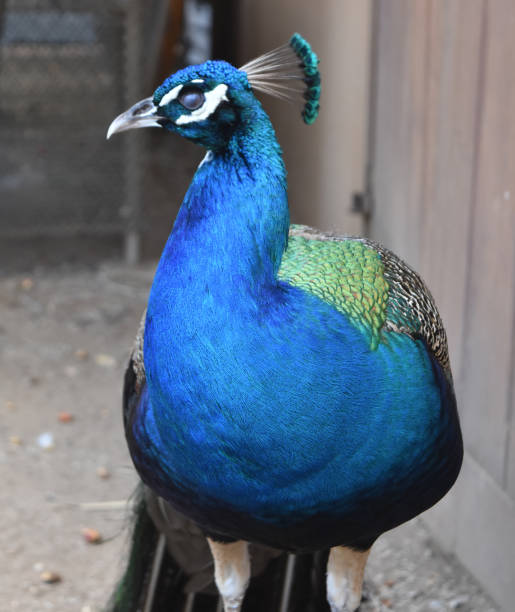 istock Brilliant Blue Peacock with Plumage Down 1299752742