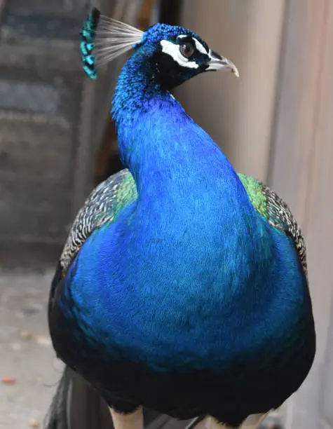 Fantastic stunning blue peacock with silky feathers.