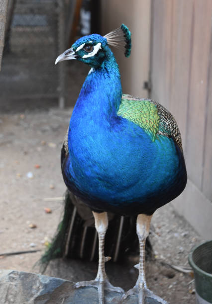 istock Brilliant Blue Peacock with Plumage Down 1299753347