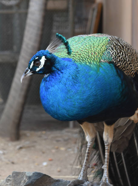 istock Brilliant Blue Peacock with Plumage Down 1299753388