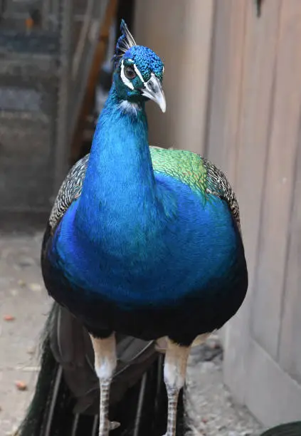 Amazingly brilliant blue peacock with silky blue feathers.