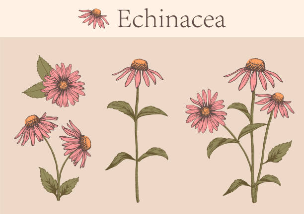 에키네시아 꽃의 손으로 그린 이미지 - echinacea stock illustrations