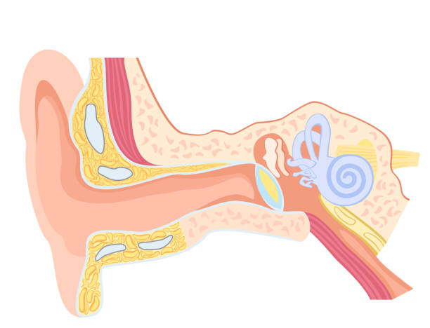 ilustrações de stock, clip art, desenhos animados e ícones de anatomy of the human ear - eustachian tube