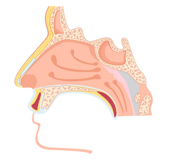 ilustrações de stock, clip art, desenhos animados e ícones de nasal cavity. vector illustration of human nose anatomy - cavidade nasal