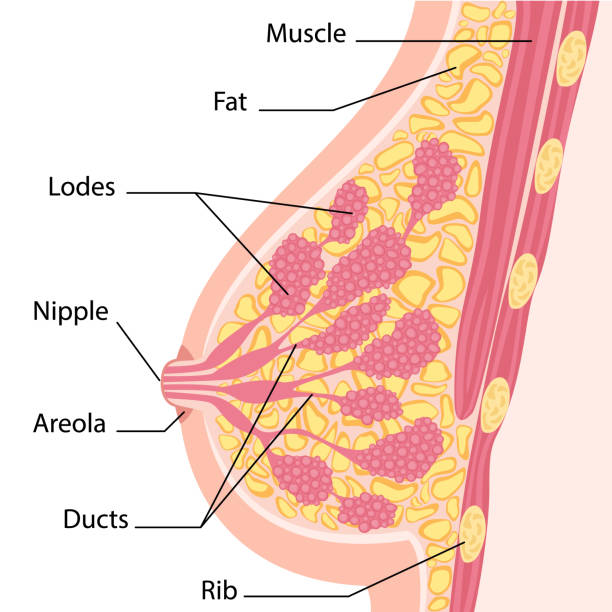 Women breast cross section Women breast cross section vector illustration tissue anatomy stock illustrations