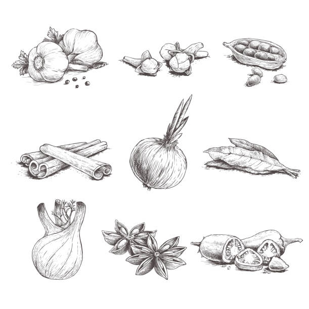 Spices, herbs and condiments set. Garlic, cloves, coriander, cinnamon sticks, onion, bay leaves, fennel, star anise and chili pepper.  Sketch hand drawn style. Vector illustrations. Spices, herbs and condiments set. Garlic, cloves, coriander, cinnamon sticks, onion, bay leaves, fennel, star anise and chili pepper.  Sketch hand drawn style. Vector illustrations. engraving food onion engraved image stock illustrations