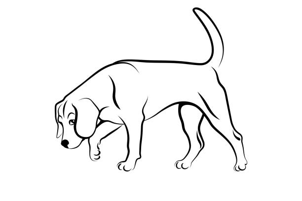 Sniffing dog Dog following a scent trail. Beagle hound working as detection dog black outline isolated on white background. Vector illustration rescue dogs stock illustrations