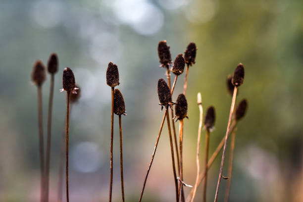 istock Dried wild field plant in the autumn field. Selective focus. 1299757405