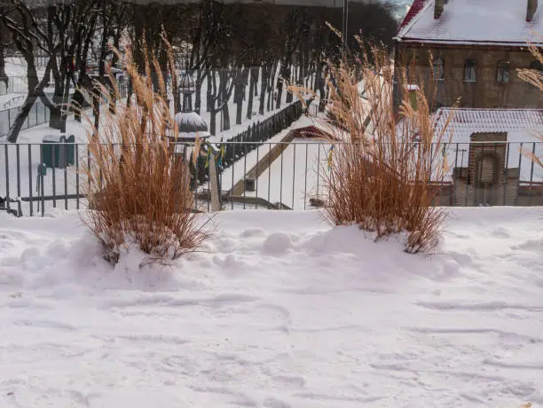 Pampas grass in city parks landscape design. Dry fluffy golden reeds landscaping on white snow background. Reed plants sway on the wind on winter day. Natural trend statement making flowers growing.