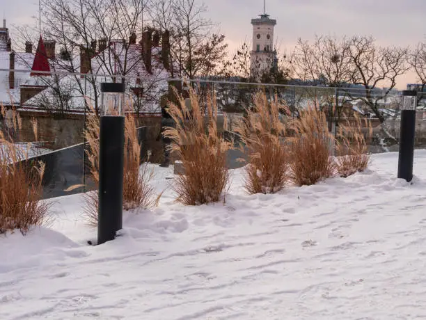 Pampas grass in city parks landscape design. Dry fluffy golden reeds landscaping on white snow background. Reed plants sway on the wind on winter day. Natural trend statement making flowers growing.