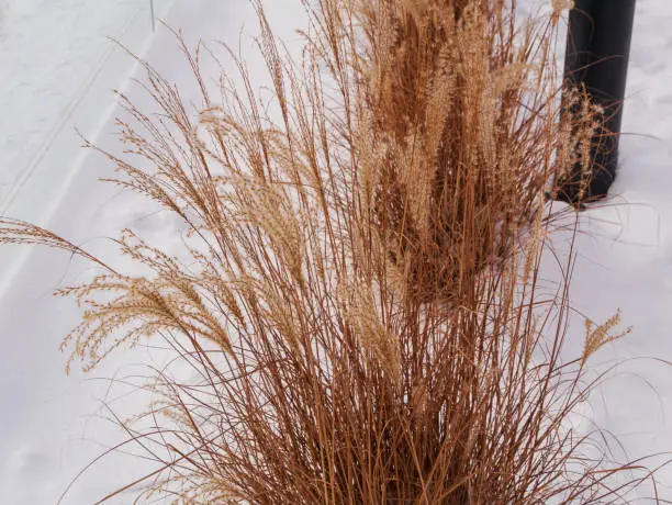 Pampas grass in city parks landscape design. Dry fluffy golden reeds landscaping on white snow background. Reed plants sway on the wind on winter day. Natural trend statement making flowers growing.