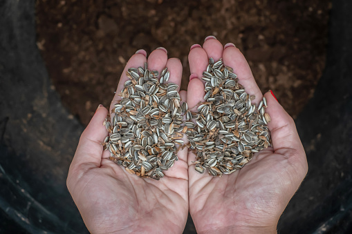 Extreme close up shot of female hands holding a handful of sunflower seed above the soil bucket before sowing them.