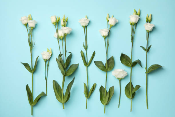istock Flat lay with beautiful white roses on blue background 1299758545