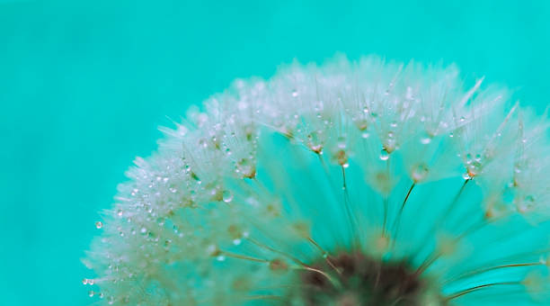 istock White fluffy dandelion with seeds close-up in water drops on a blue background with selective focus. 1299759782