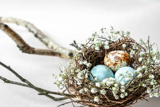 3 bird eggs in bird's nest on the tree.