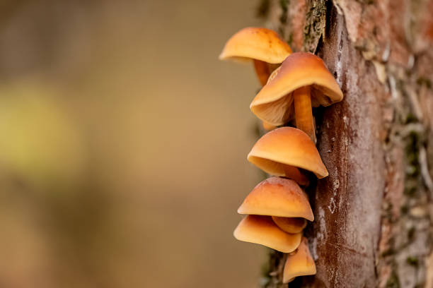 istock Mushrooms grow on the trunk of tree from under the bark 1299760053