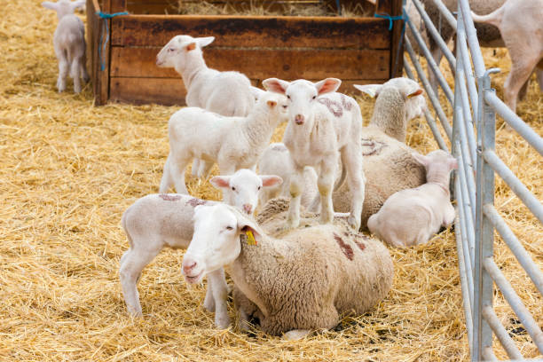 istock Sheep on the farm, Provance, France 1299760116