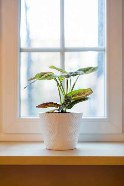 istock Plant on a window sill in a domestic room 1299761135