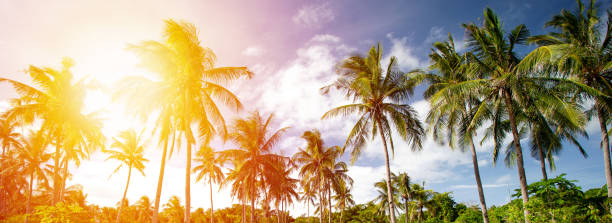 istock Tropical wild park with coconut palm trees. Travel destinations 1299761326