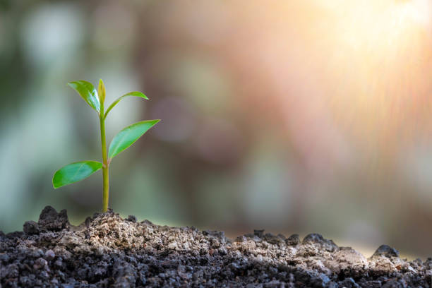 istock Agriculture and young plant grow sequence with morning sunlight and green blur background. 1299762479