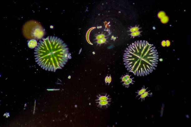 Protozoa and Green Algae in waste water under the microscope.