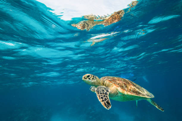 Turtle a turtle near the surface great barrier reef marine park stock pictures, royalty-free photos & images