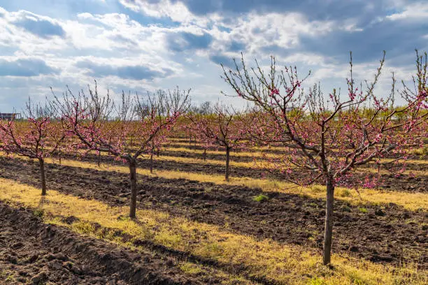 Blooming peach orchard near Valtice, Southern Morava, Czech Republic