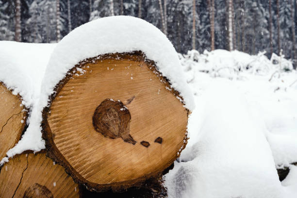 istock Winter forest beauty in snowfall. Snowy pine logs stack in deforestation area. Forest management stage. Nature save, environment sustainability concept. 1299762939
