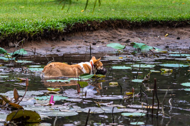 istock Welsh Corgi dog in muzzle mask playing in the lotus pond 1299762990