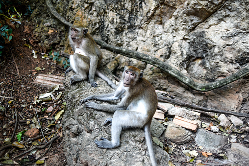 Monkeys sitting on stones in the forest.