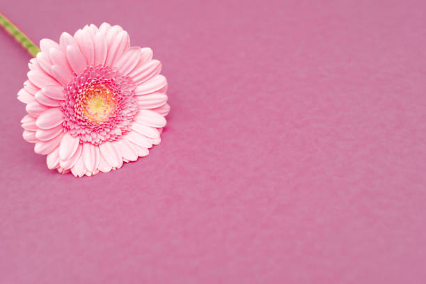 istock Sweet pink gerbera flower for love romantic background. Soft selective focus. Copy space. 1299764707