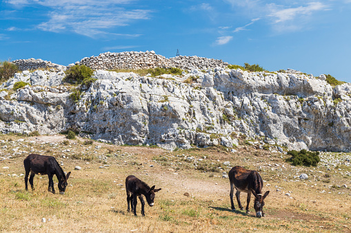 Donkeys near Monte Sant Angelo, Apulia region, Italy