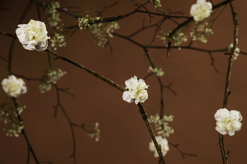 Small white flowers on tree branches against brown background