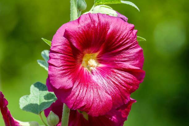 istock Hollyhock Alcea 'Burgundy Towers' (althaea rosea) 1299766277