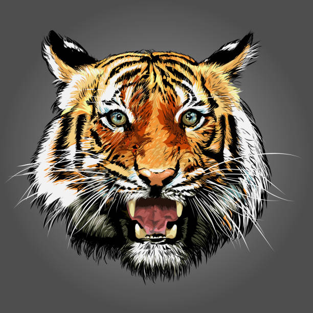 istock Tiger looking at camera, Tropical animal in asia 1299766358