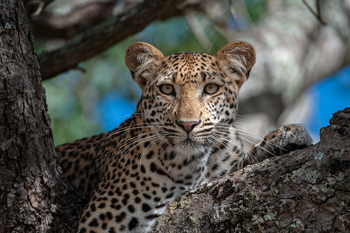 A female leopard in a tree seen on a safari in South Africa