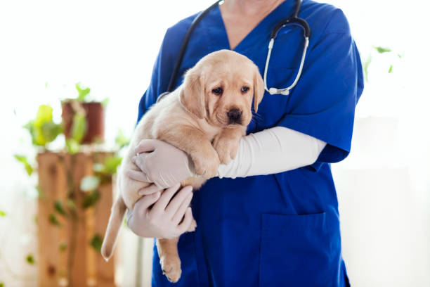 istock Puppy at veterinarian office 1299768201