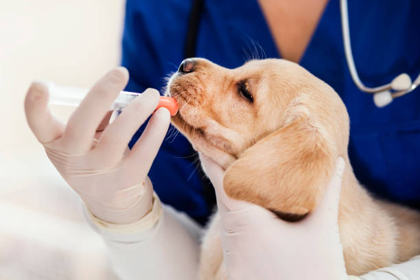 Puppy at veterinarian office