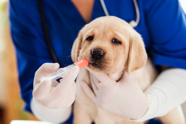 istock Puppy at veterinarian office 1299768250