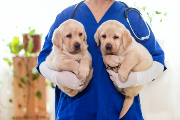 istock Puppy at veterinarian office 1299768253
