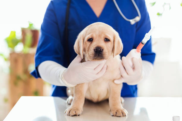 istock Puppy at veterinarian office 1299768301