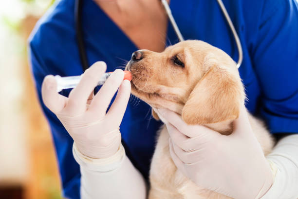 istock Puppy at veterinarian office 1299768320