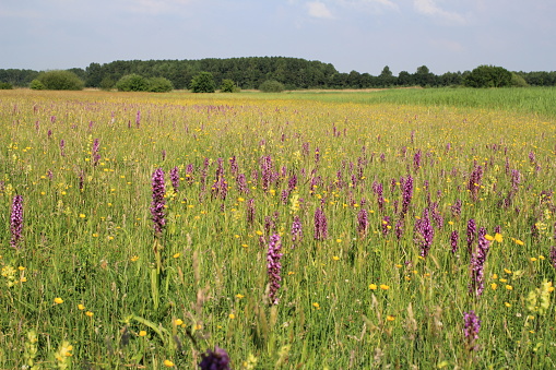 a beautiful natural grassland with purple wild orchids and yellow rattles and buttercups in a nature reserve in holland in springtime