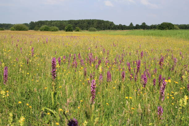 um prado com orquídeas selvagens roxas e xícaras amarelas e chocalhos na primavera - spring forest scenics wetland - fotografias e filmes do acervo