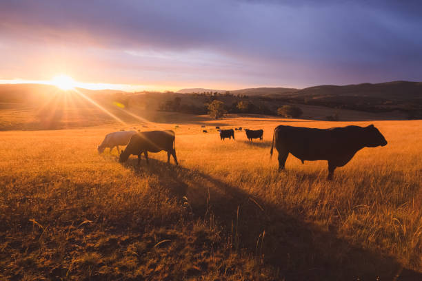 ローライン牛。ブルーマウンテンズ,オーストラリア - australian culture 写真 ストックフォトと画像