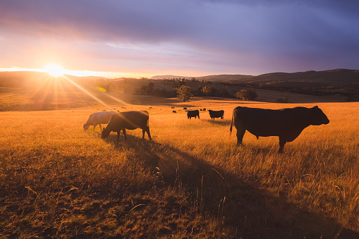 Cows at the meadow under the blue sky